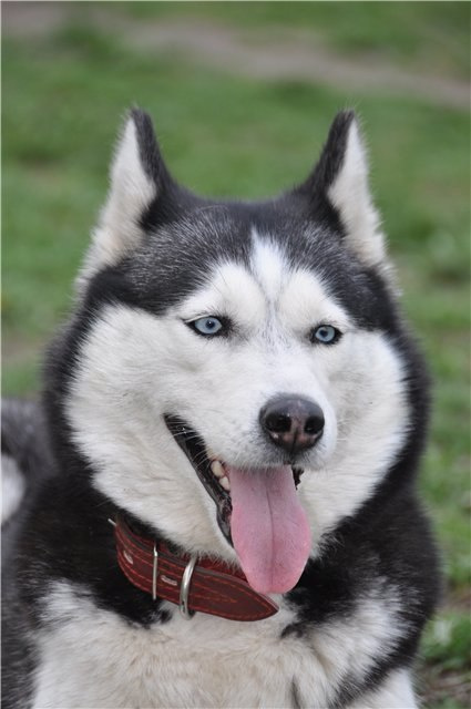 Хаски Диана С Голубой Звезды НИКА. Ice Fantasy kennel: professional breeding of Siberian huskies and wels