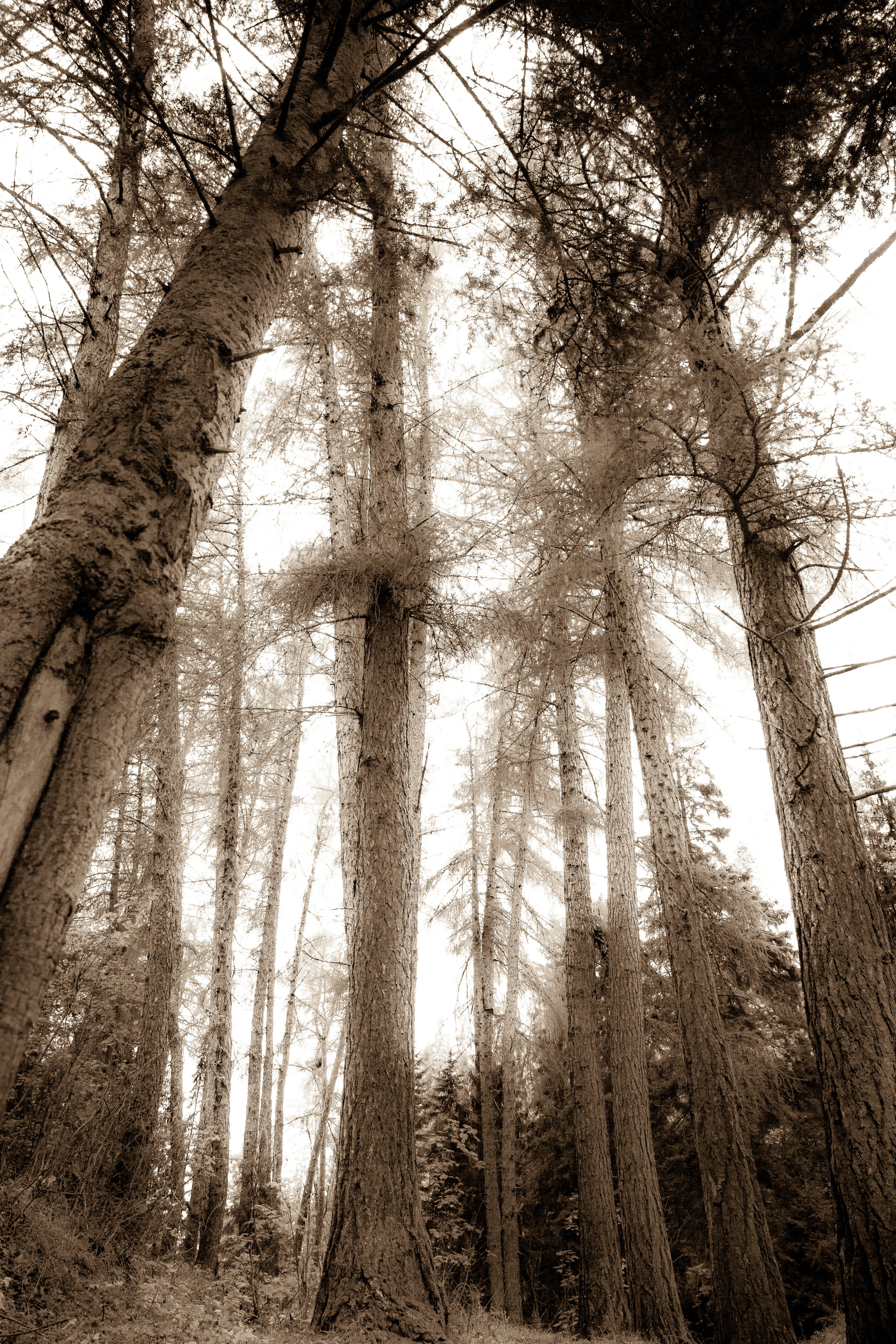 Valaam Island. Visual artist, photographer Liana Darenskaya, Moscow