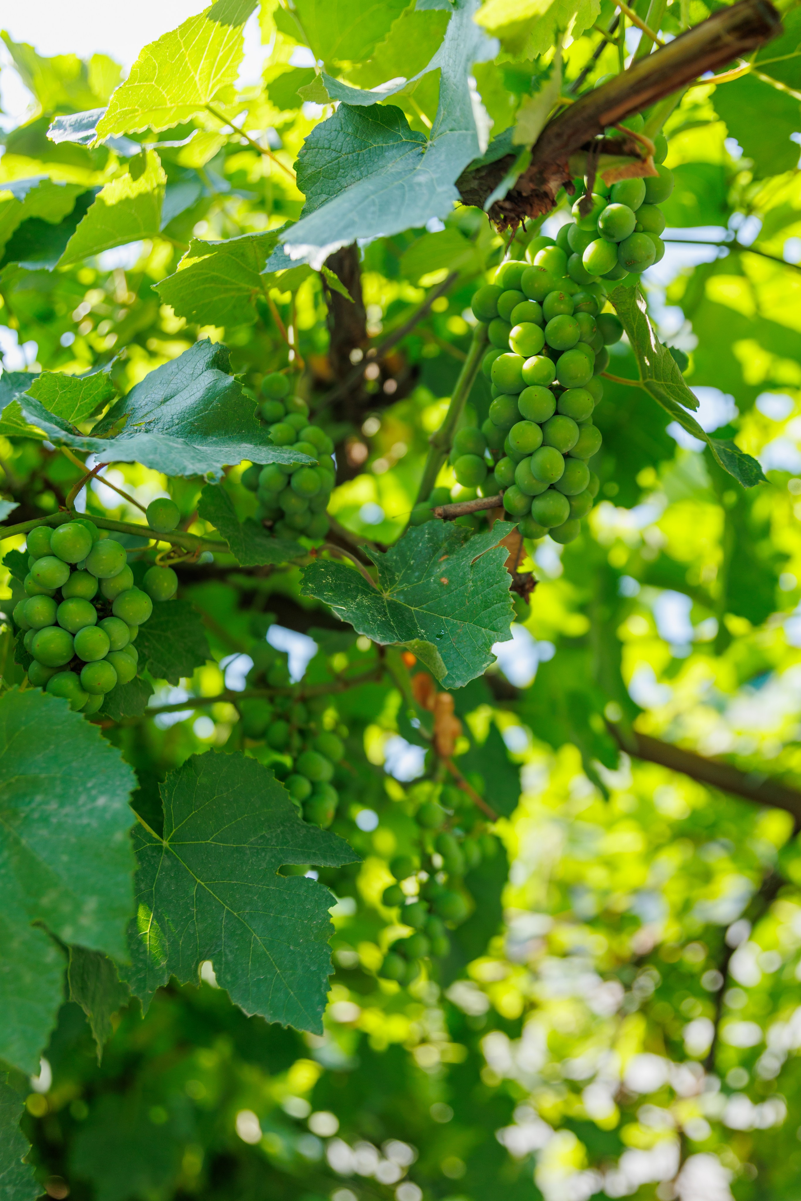 Виноград на ветке