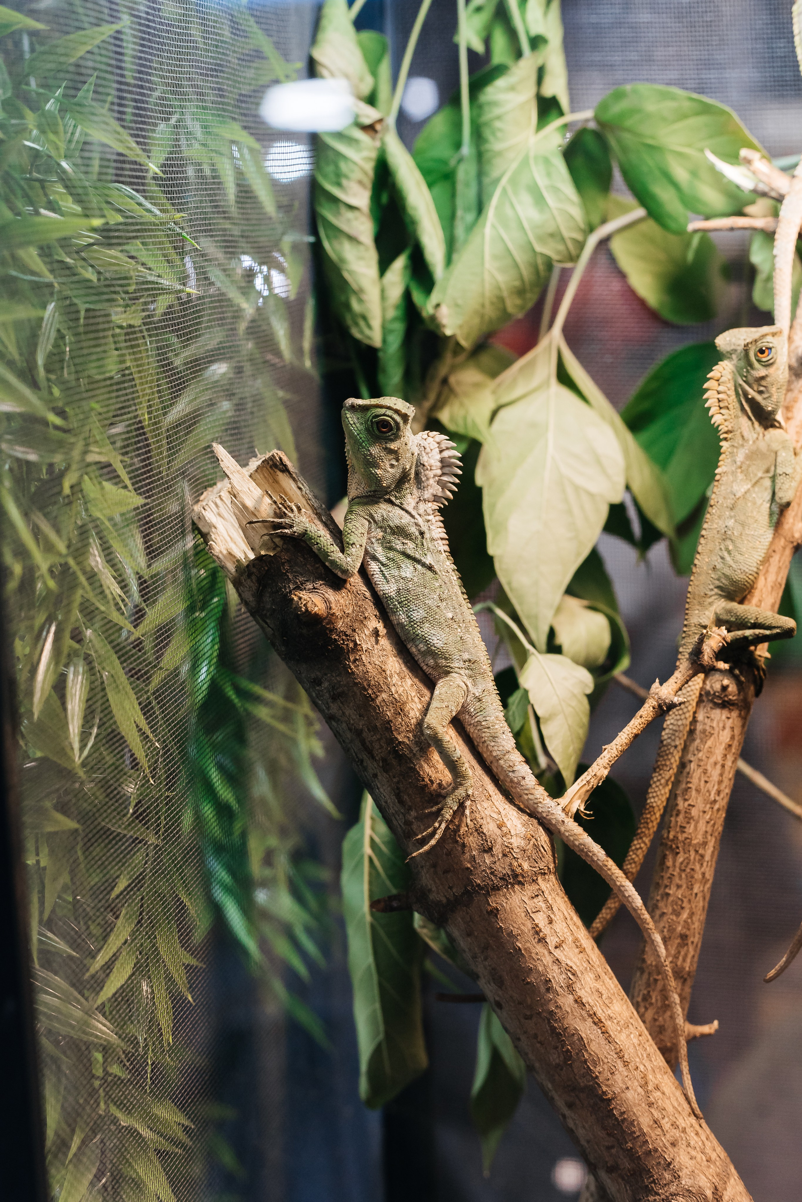 Рептилиум — Выставка продажа экзотических животных. Галина Шарапова Детский и семейный фотограф Москва