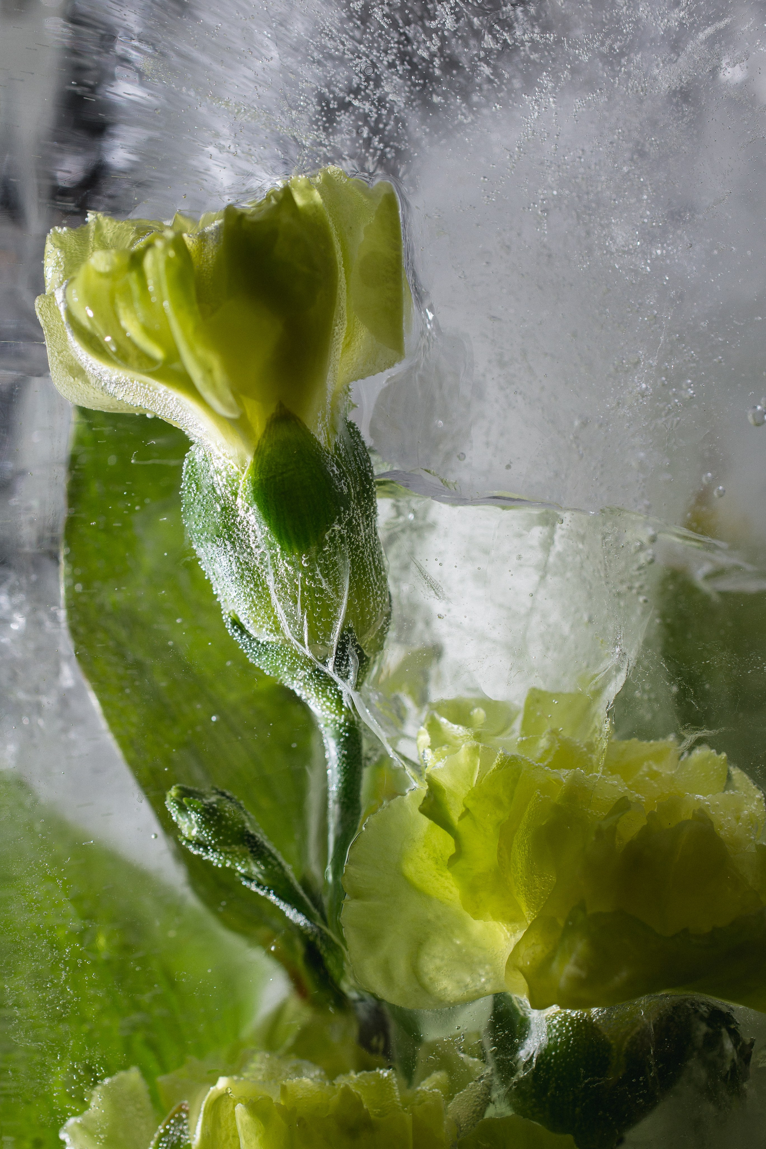 FFF — Frozen Fairy Flower. Фотограф в Санкт-Петербурге Анна Гончар