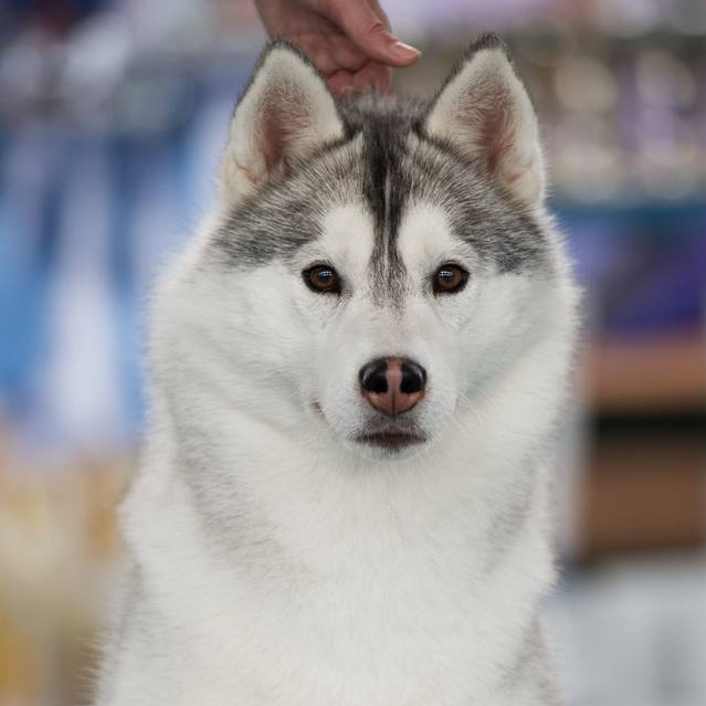 История питомника Ice Fantasy. Купить щенка Вельш-корги-кардиган в семейном питомнике — Ice Fantasy