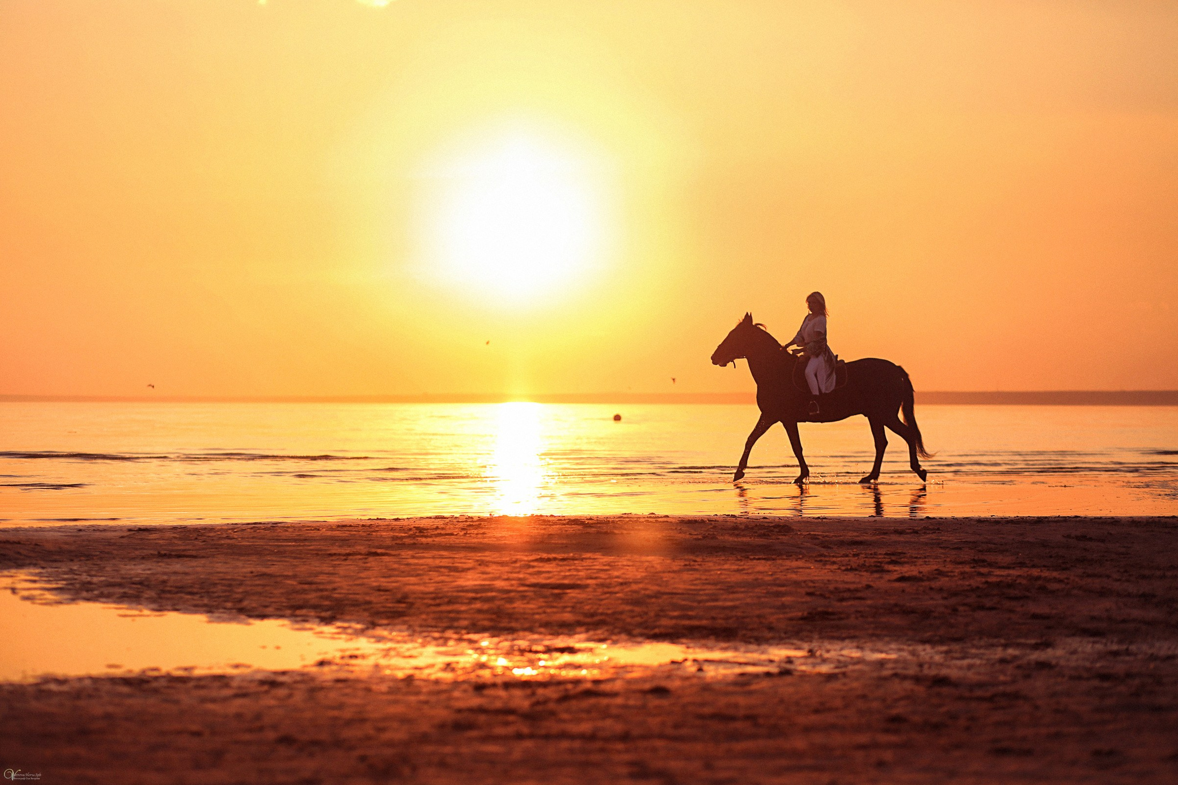 Стоимость съёмки с лошадьми (1). Фотограф женский и мужской портрет Санкт-Петербург