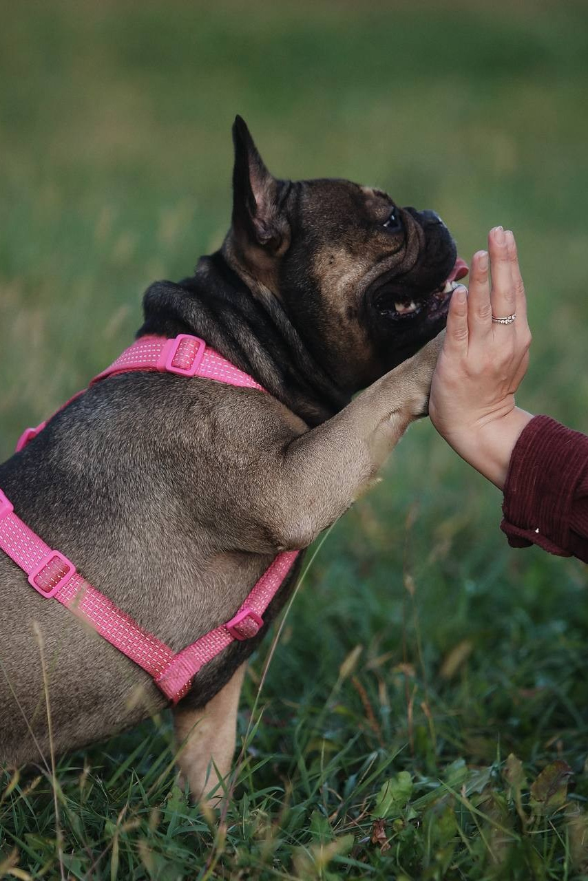 Контакты. Семейный фотограф анималист г. Находка