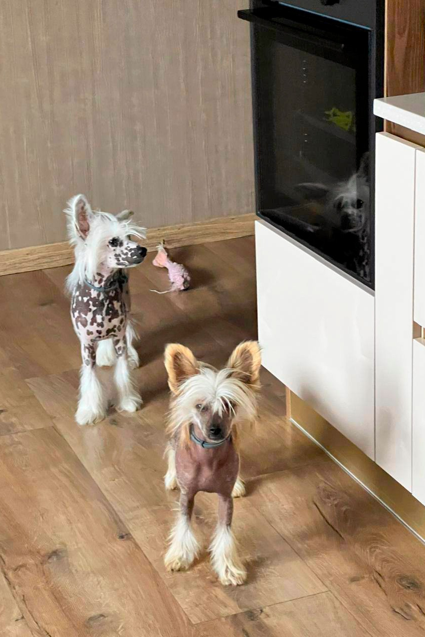 Gloria, Grace’s sister — 7 months. Chinese Crested Dog Kennel Poale Ell