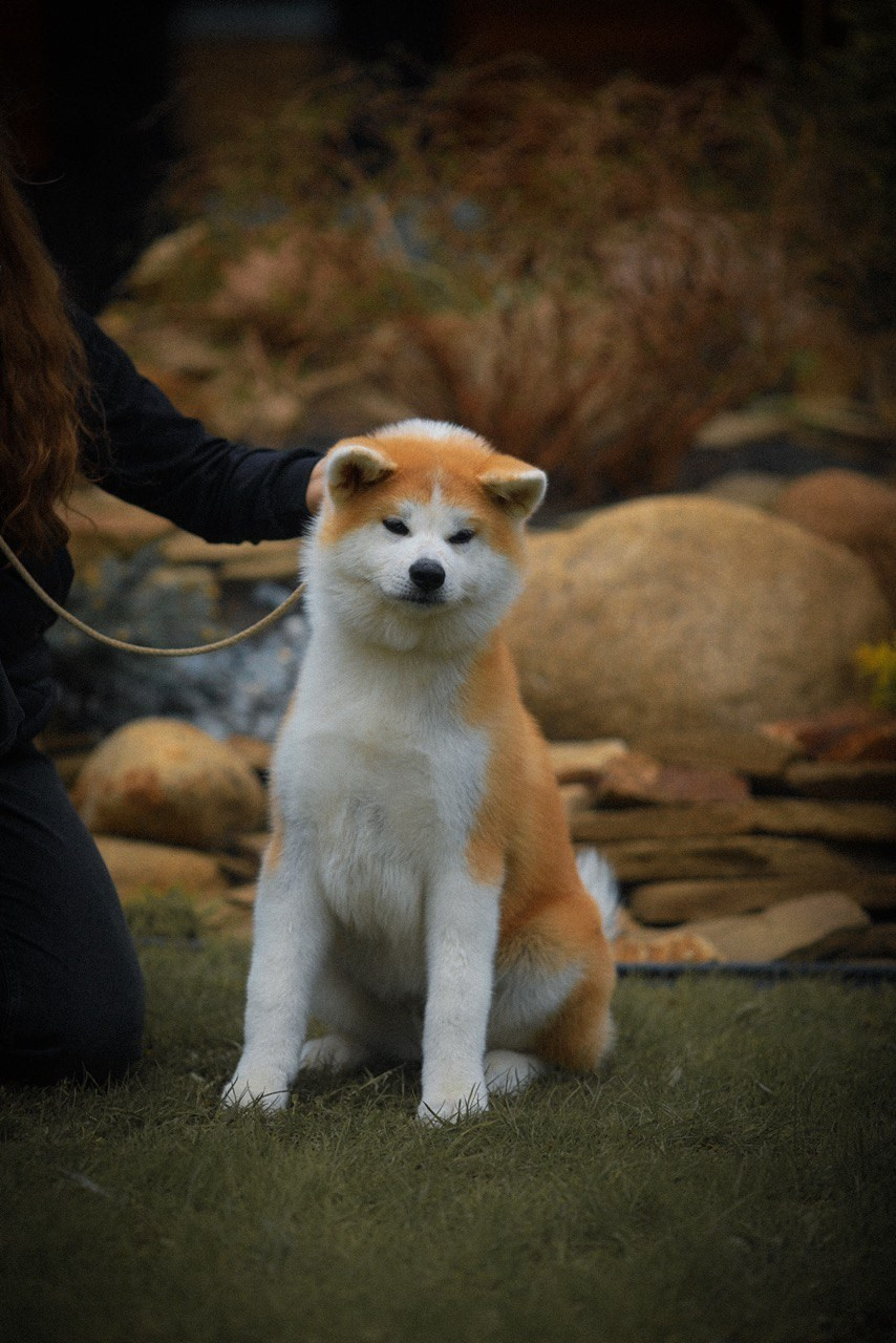 Red puppies. Kennel Akita inu