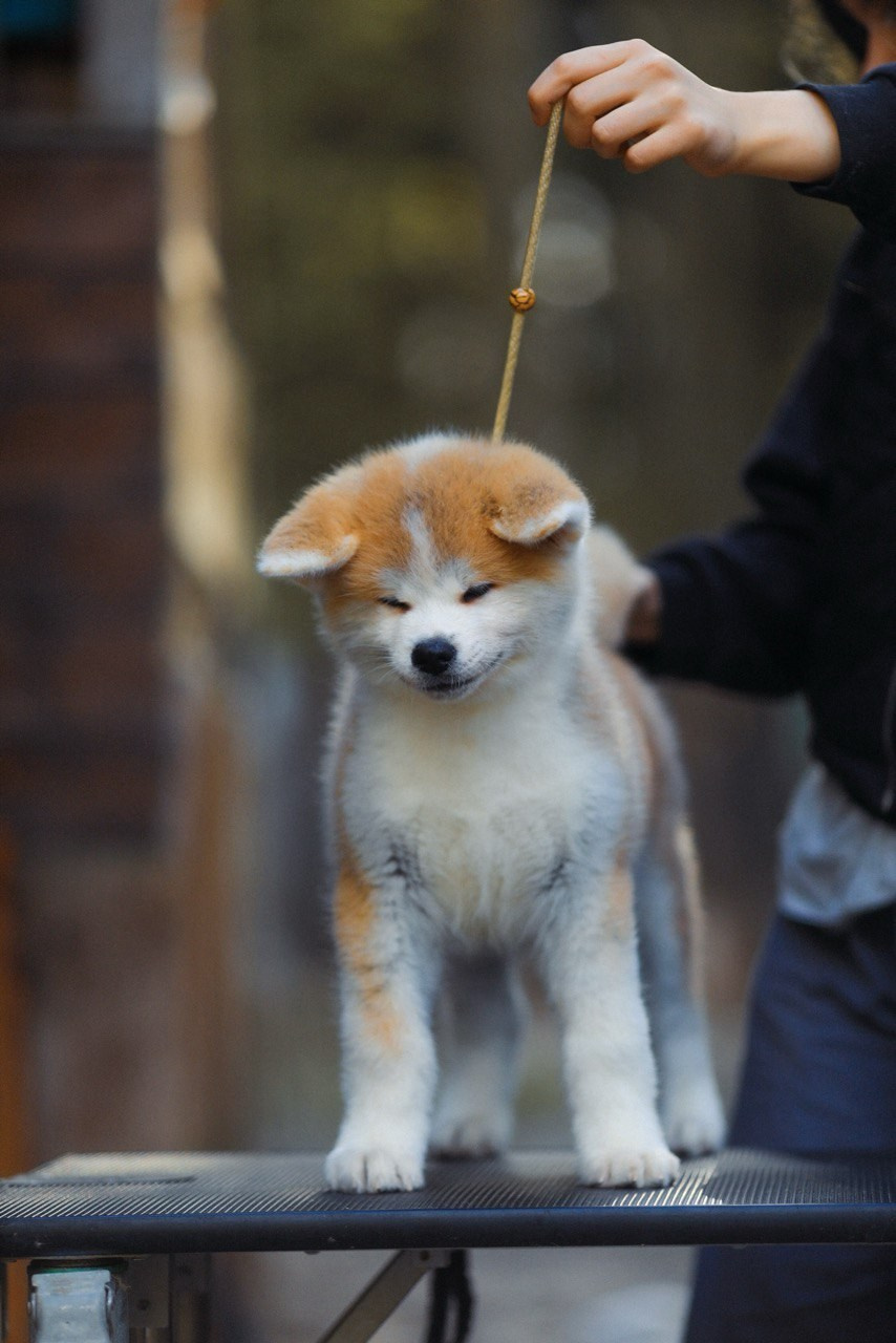 Red puppies. Kennel Akita inu