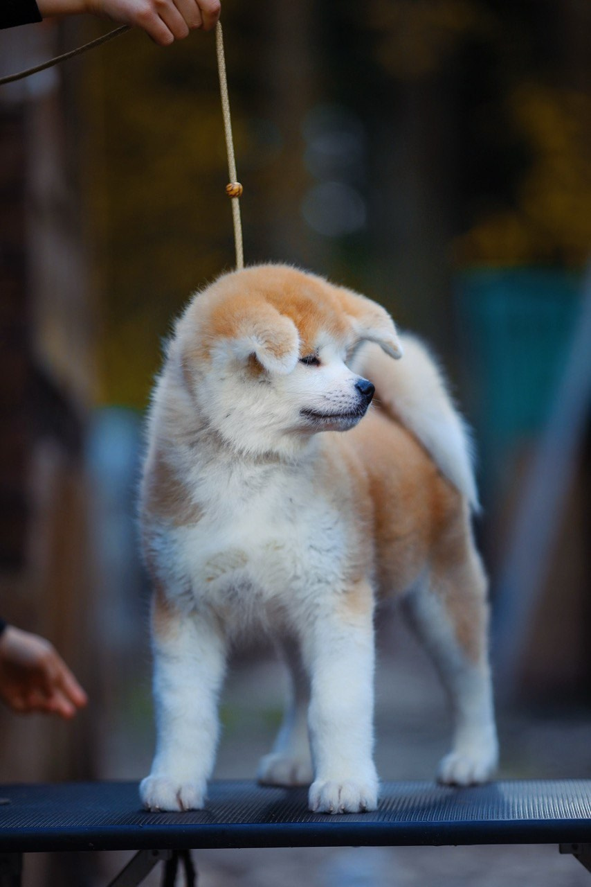 Red puppies. Kennel Akita inu