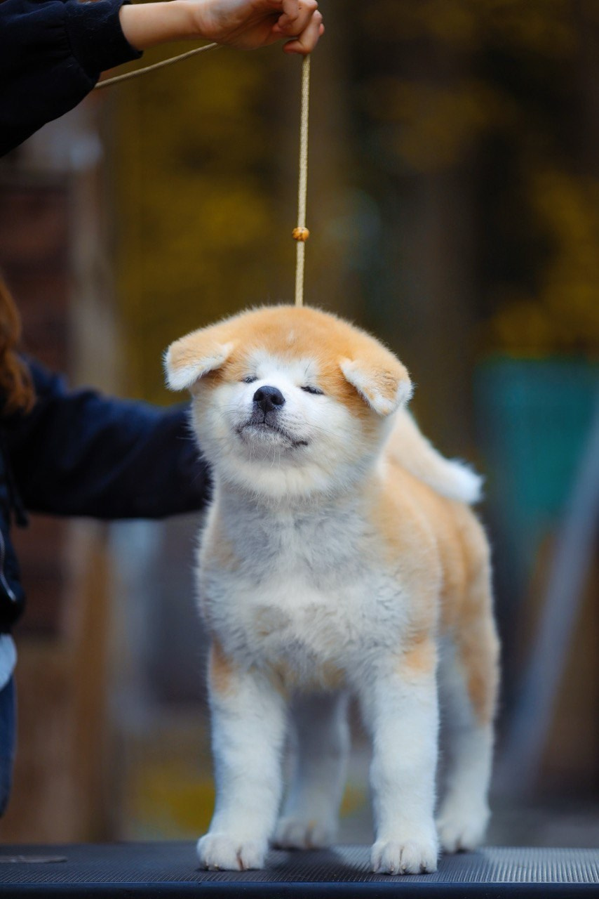 Red puppies. Kennel Akita inu