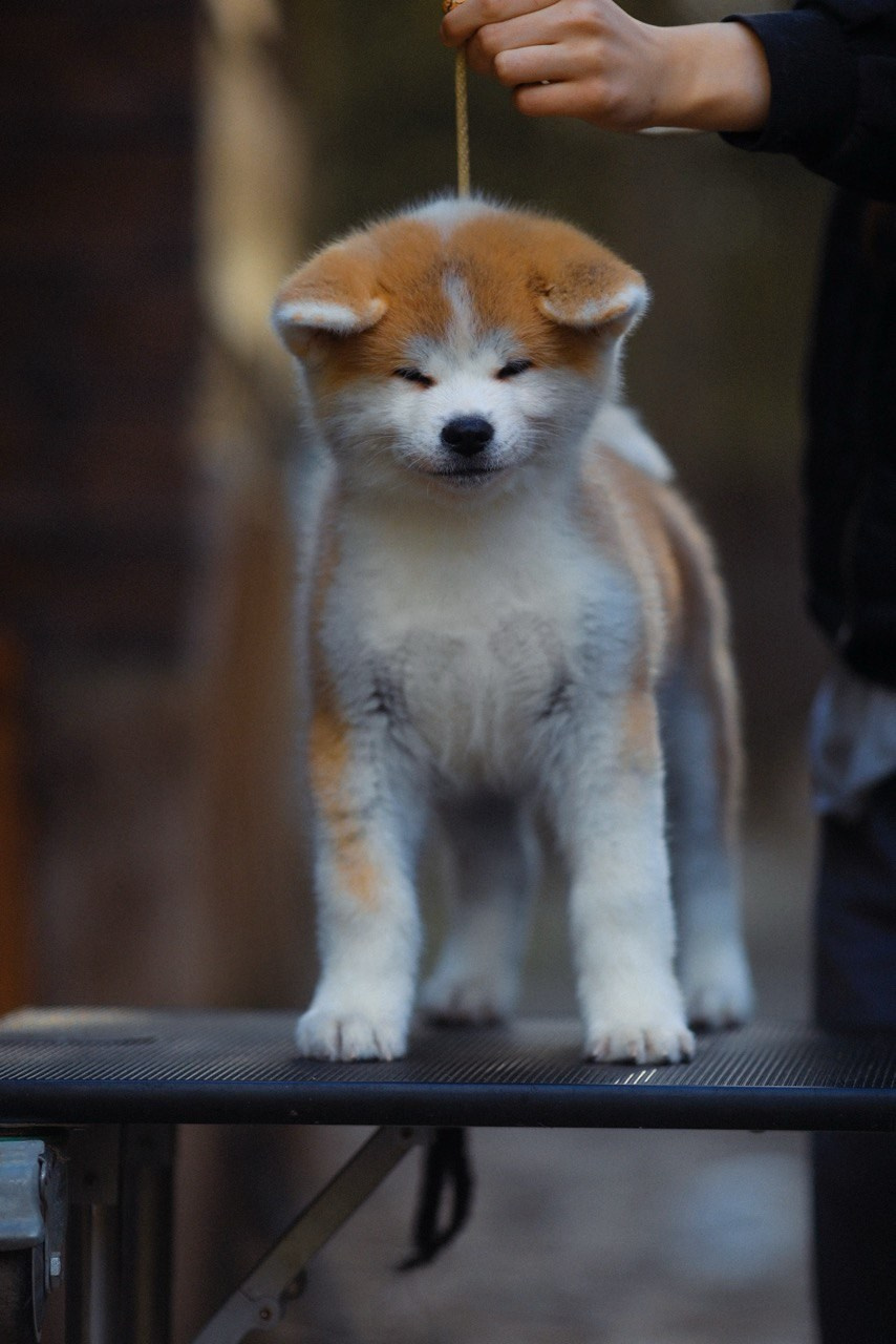 Red puppies. Kennel Akita inu