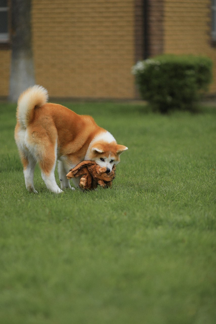 Red puppies. Kennel Akita inu