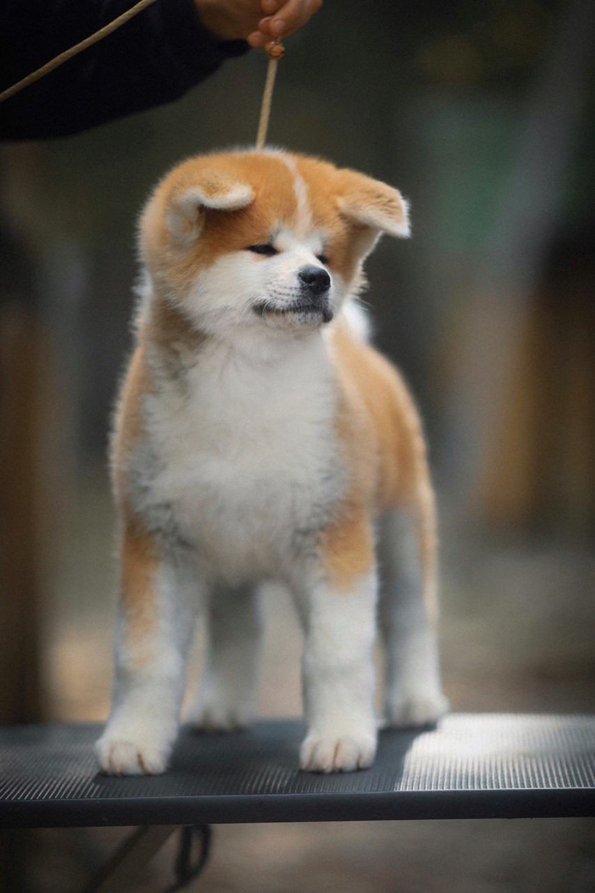 Red puppies. Kennel Akita inu