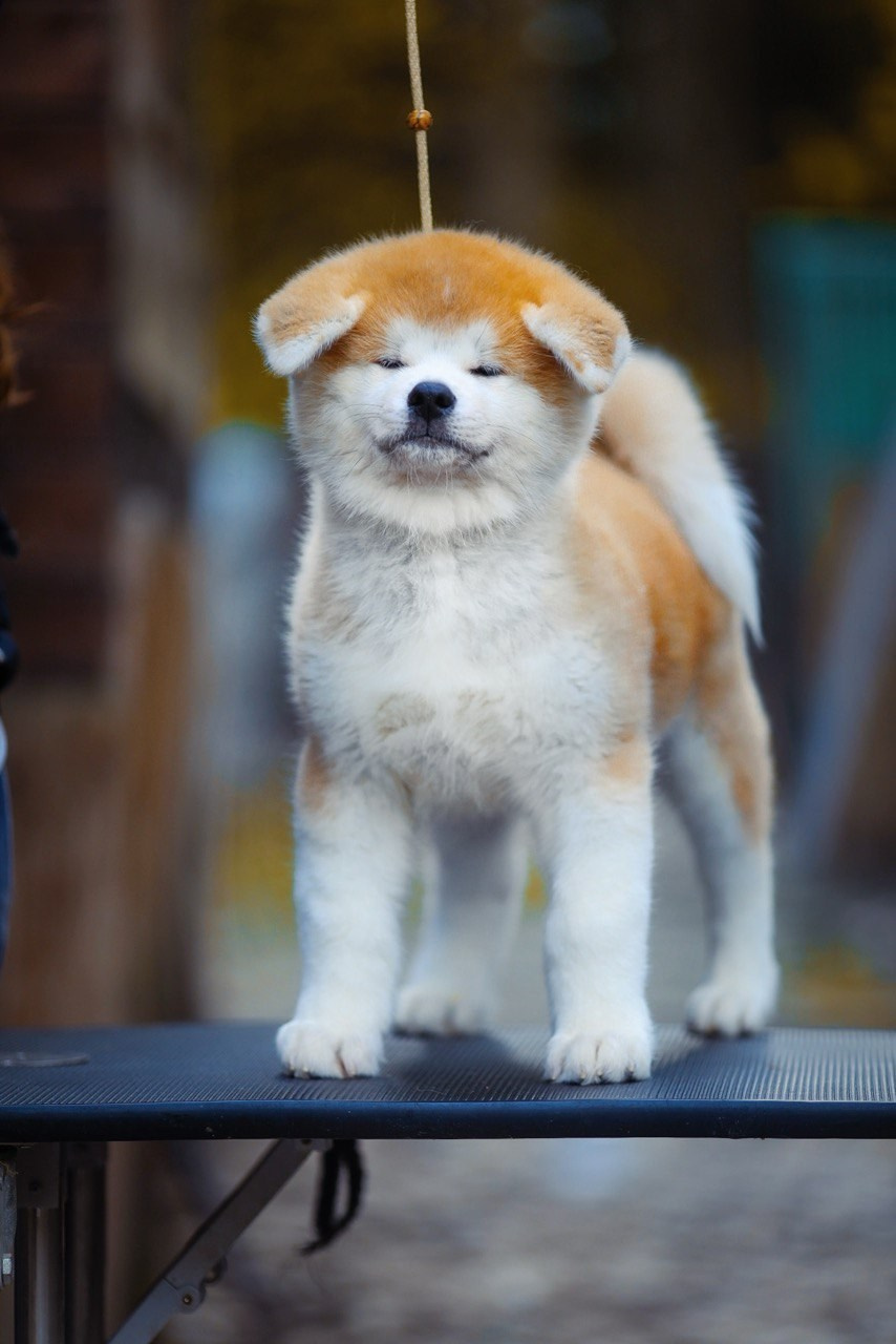Red puppies. Kennel Akita inu