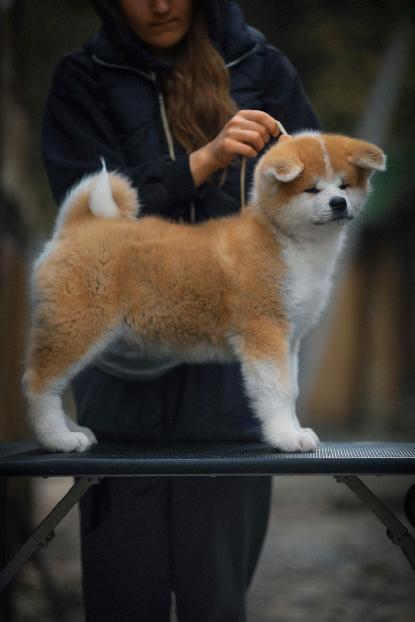 Red puppies. Kennel Akita inu