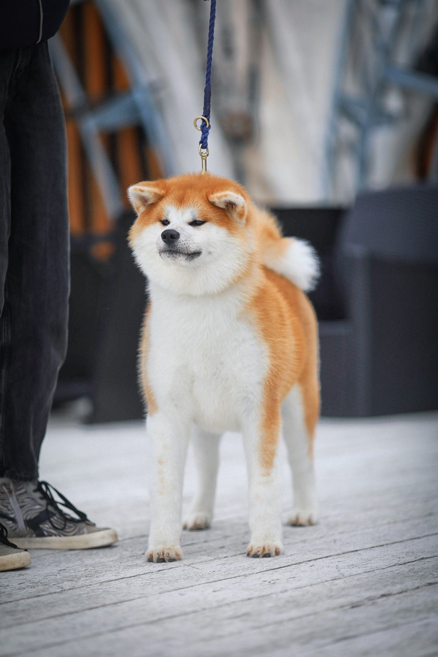 Red puppies. Kennel Akita inu