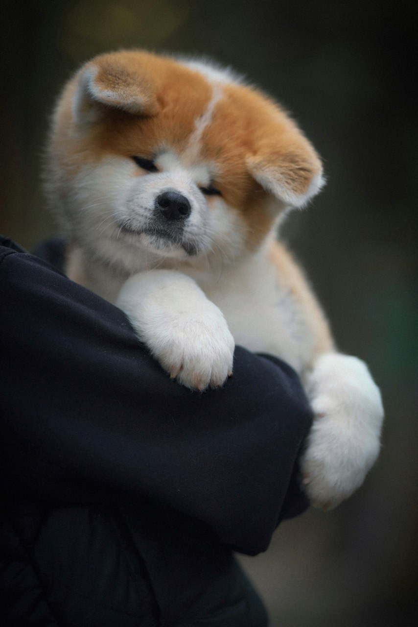 Red puppies. Kennel Akita inu