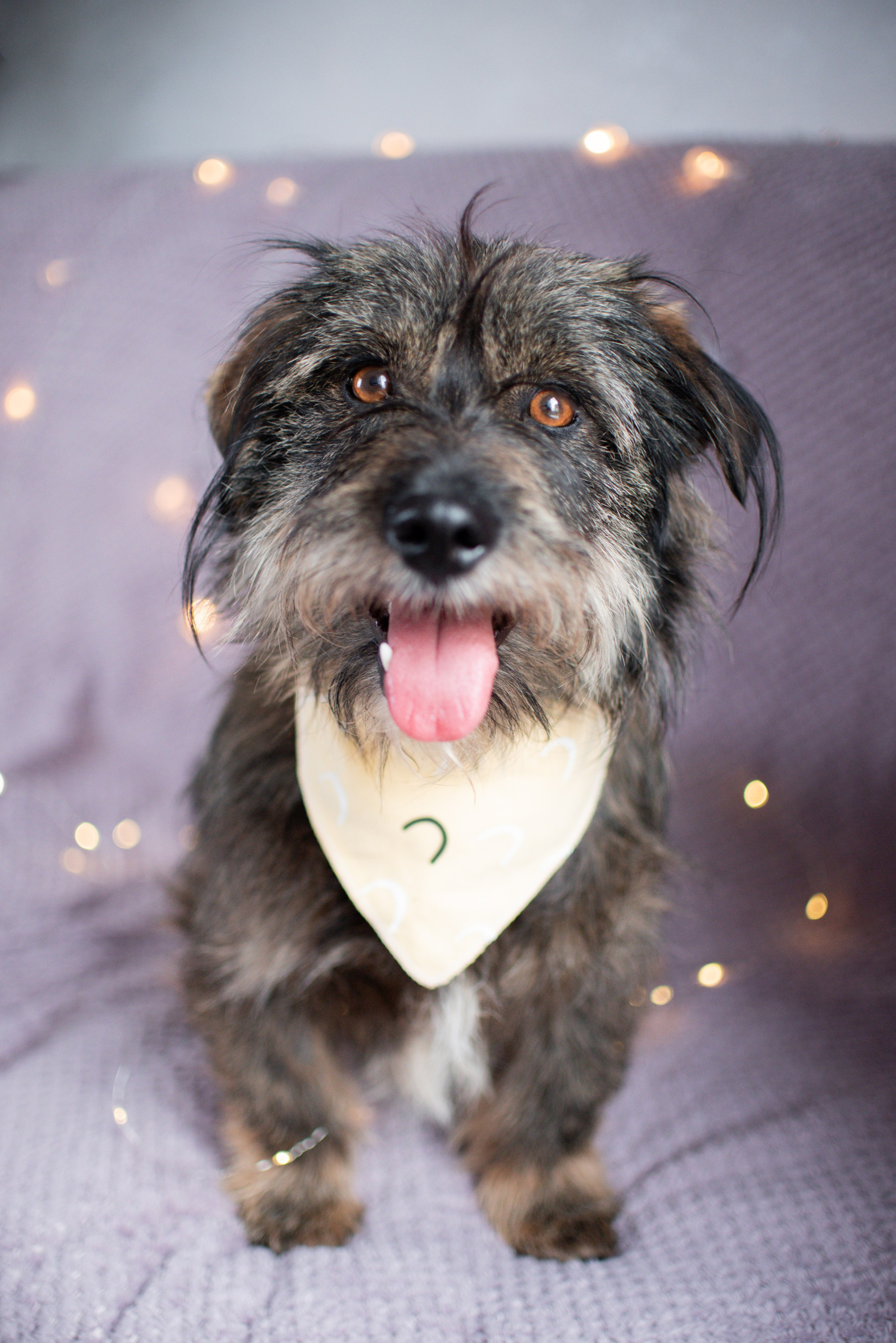 Животные на пристройство. Фотограф-анималист Валерия, Москва, Мытищи