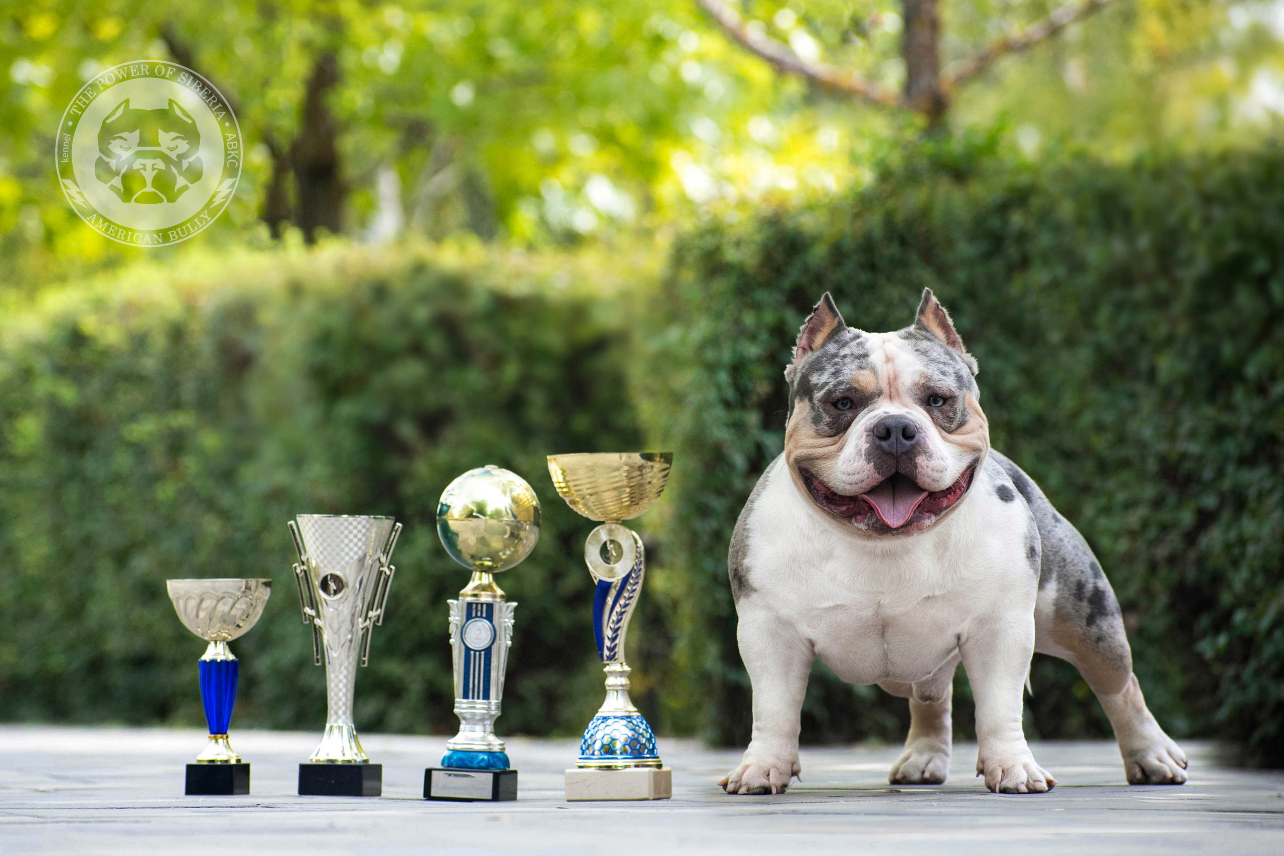 Легендарный топ кобель Американского Булли BULLY LOVERS KASPER в идеальной выставочной стойке с чемпионскими кубками и наградами