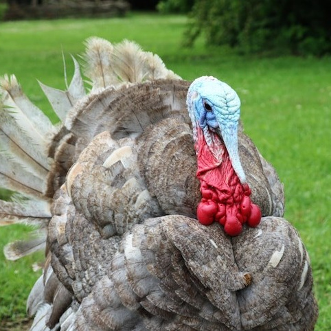 Более 50 видов животных и млекопитающих в зоопарке «Лесная Братва». Капибара, тапир, альпака, мохнатая корова, верблюд. Зоопарк уникальных животных Лесная братва