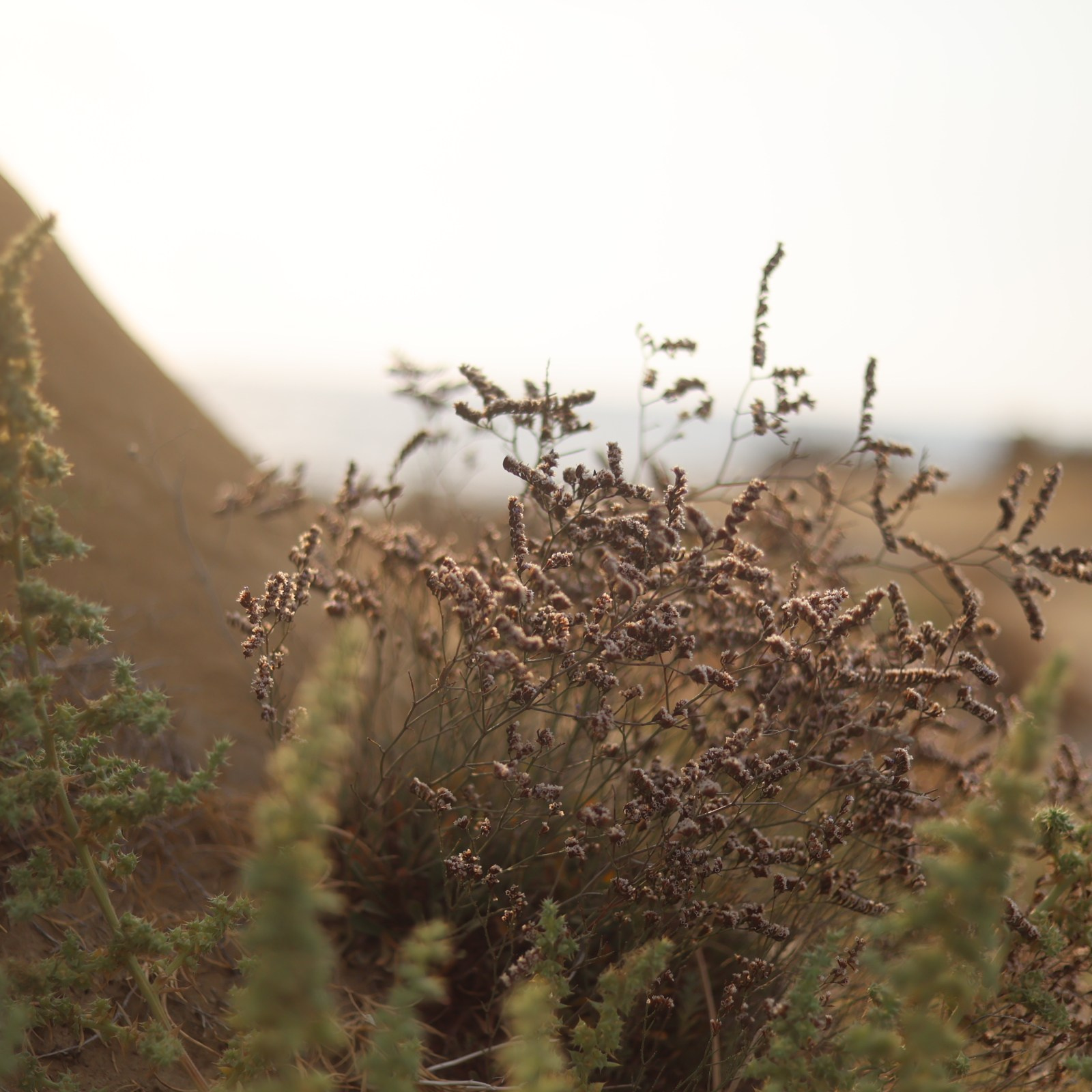 Семейный фотограф Израиль