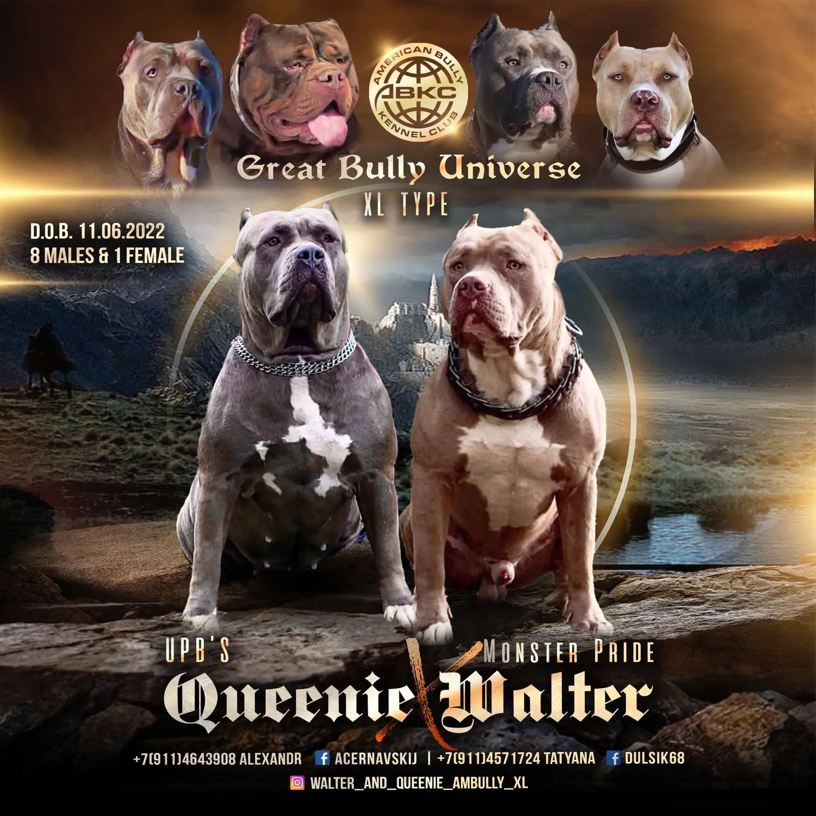 GBU JEDI. Американские булли XL в г. Калининград. Питомник Great Bully UNIVERSE