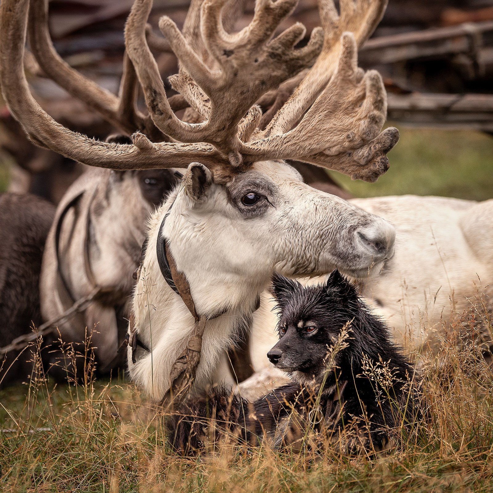 Приглашаю на лекцию о фотосъёмке собак!. Фотограф-анималист Natalia Deingel | Фотосъемка собак в Москве