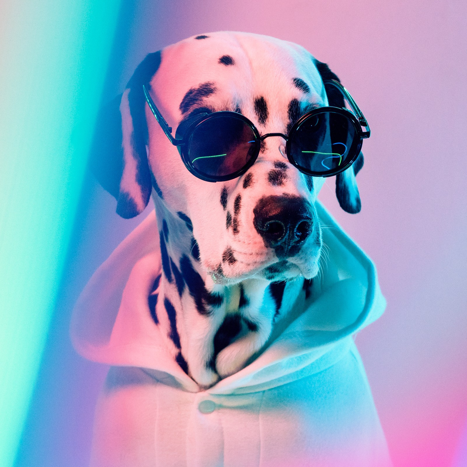 Обучение. Фотограф животных и людей в Санкт-Петербурге Дарья Быстрицкая