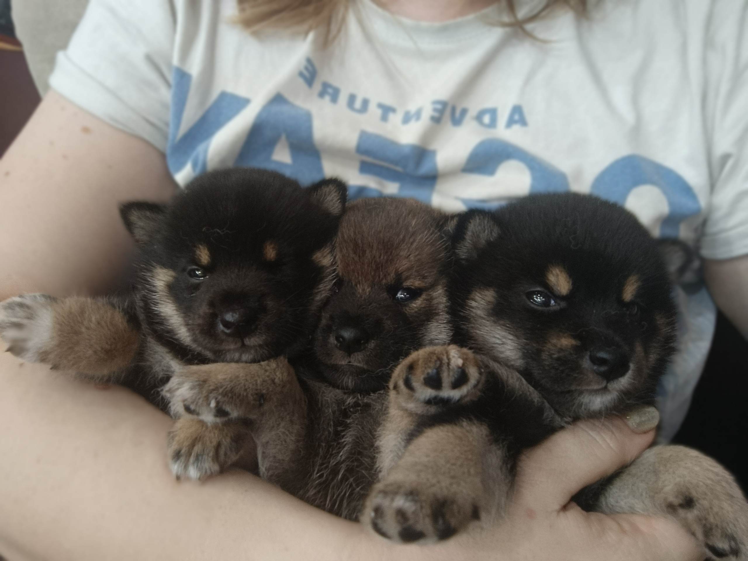 ПОМЕТЫ Сиба. AMERICAN AKITA RUBYLIGHT KENNEL I SHIBA-INU