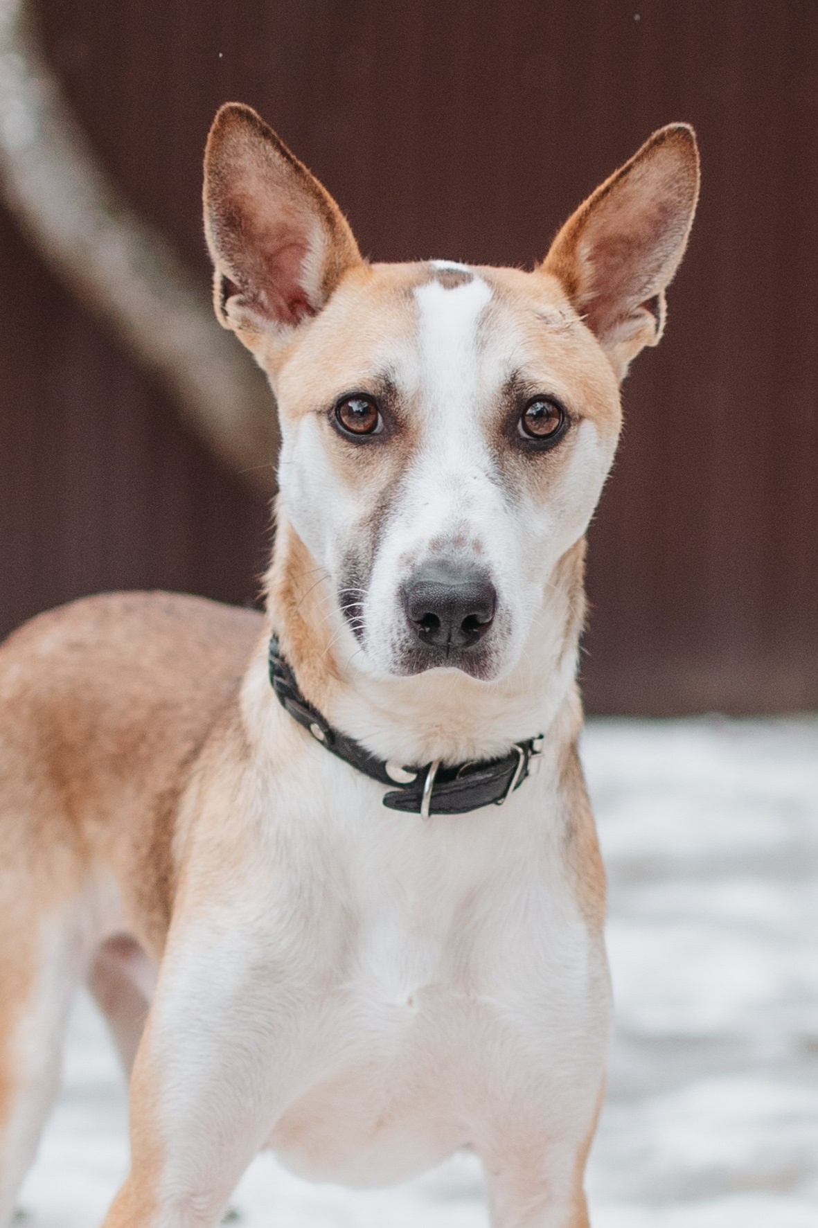 Животные на пристройство. Фотограф-анималист Валерия, Москва, Мытищи