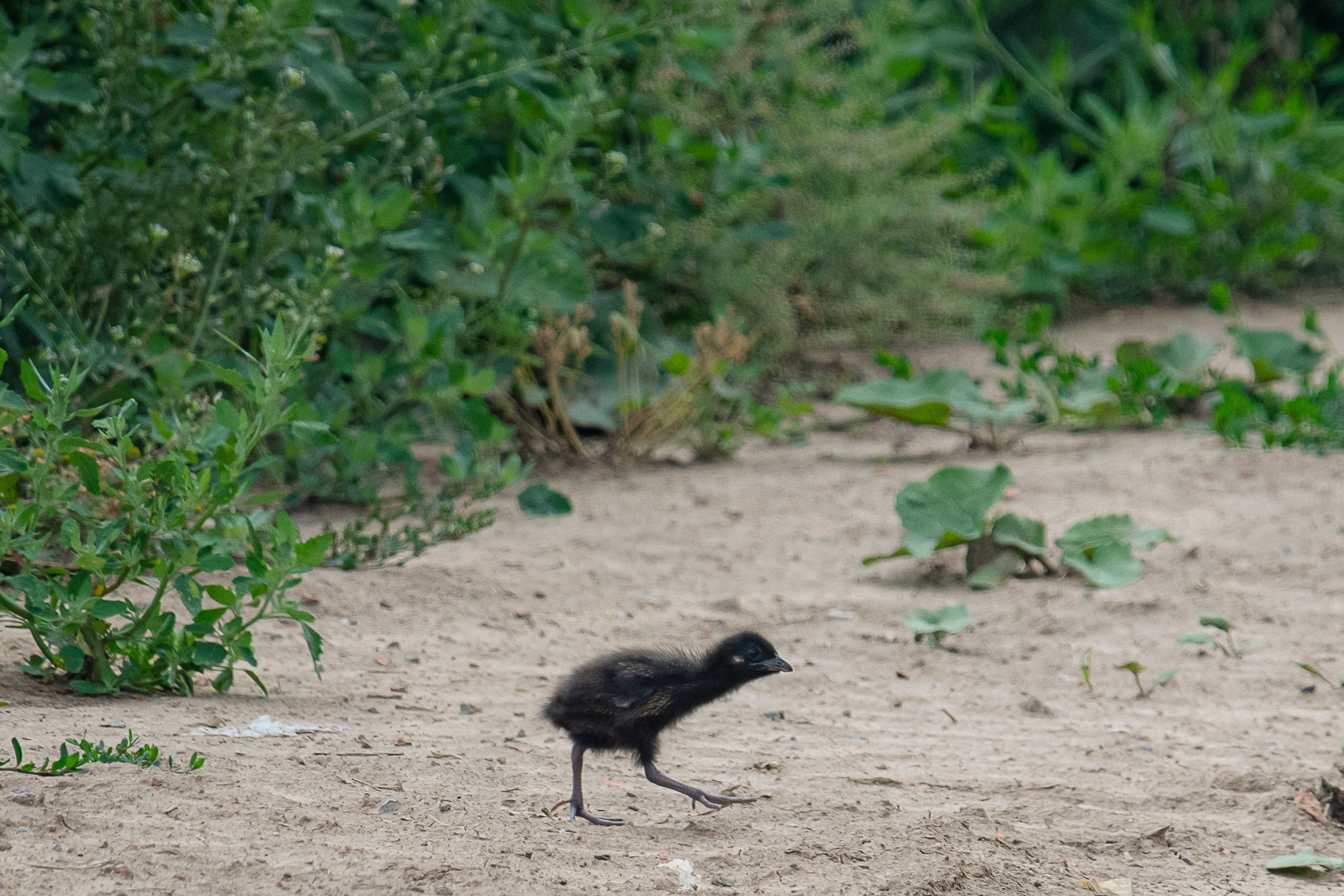 Images of wildlife. Artisistic photographs of Lena Sokolova
