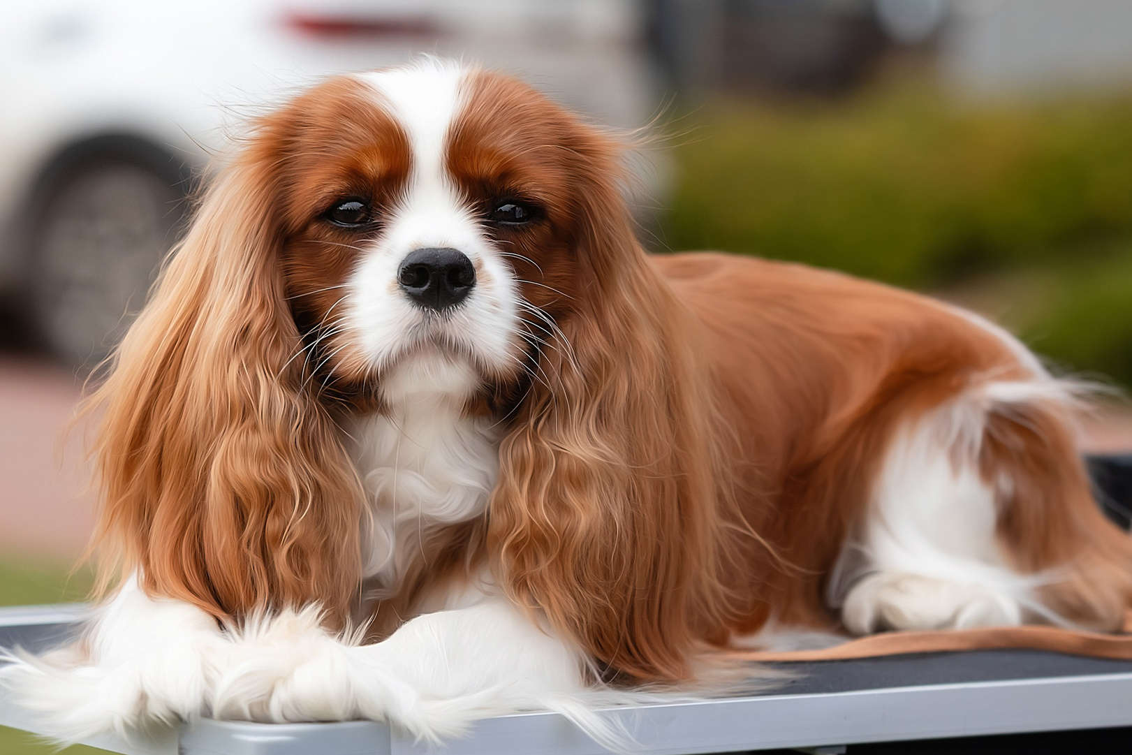 Суки. Питомник кавалер кинг чарльз спаниелей