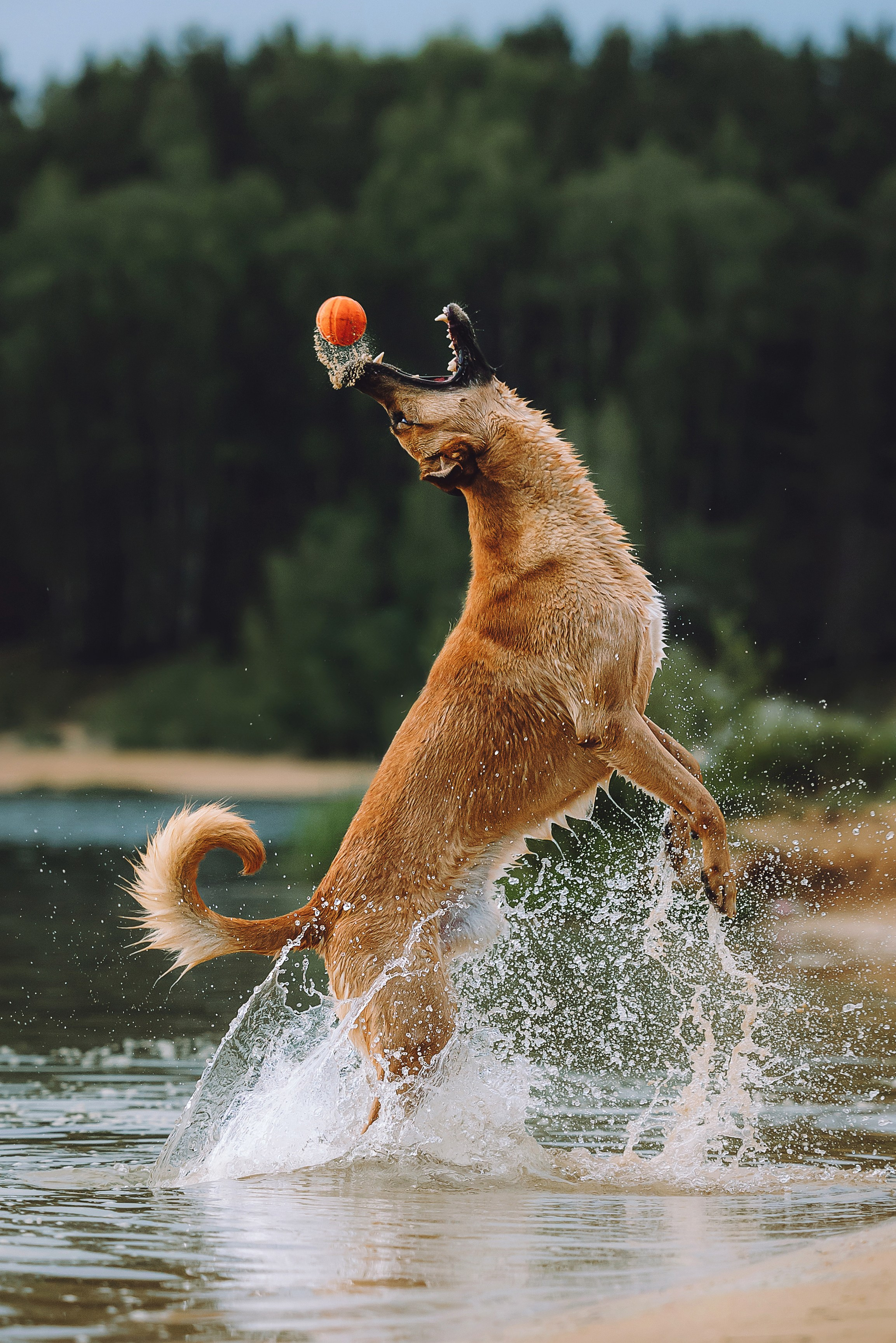 Семейный фотограф животных, анималист в Москве Екатерина Киреева