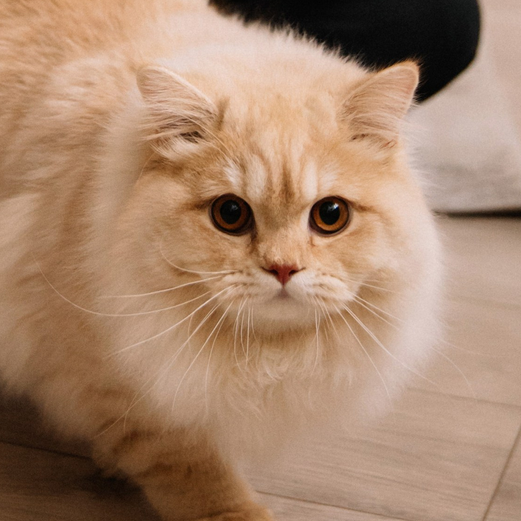 Алла Пластинина — Фотограф Ижевск