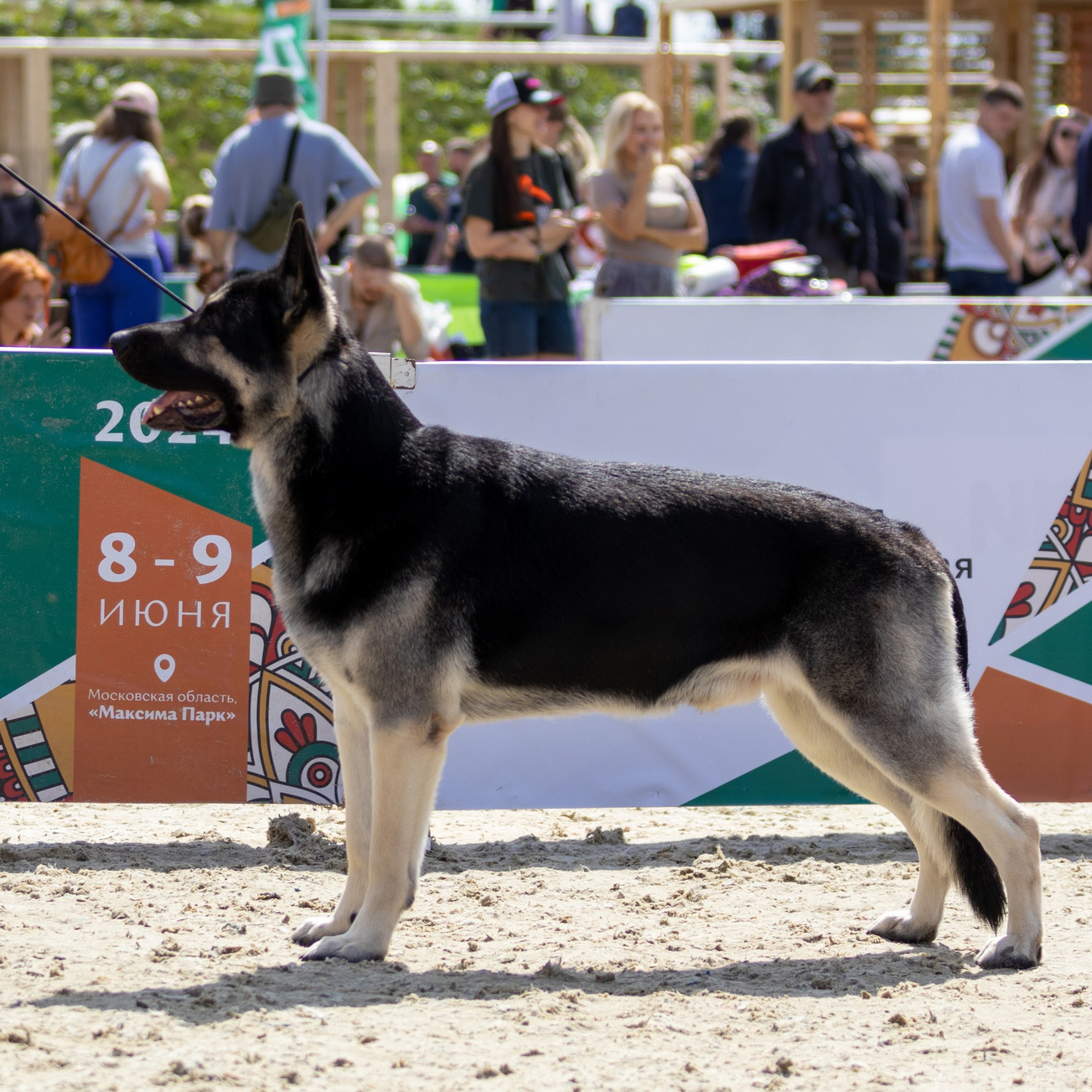 Услуги. Фотограф — анималист в Москве и области Ольга Петракова