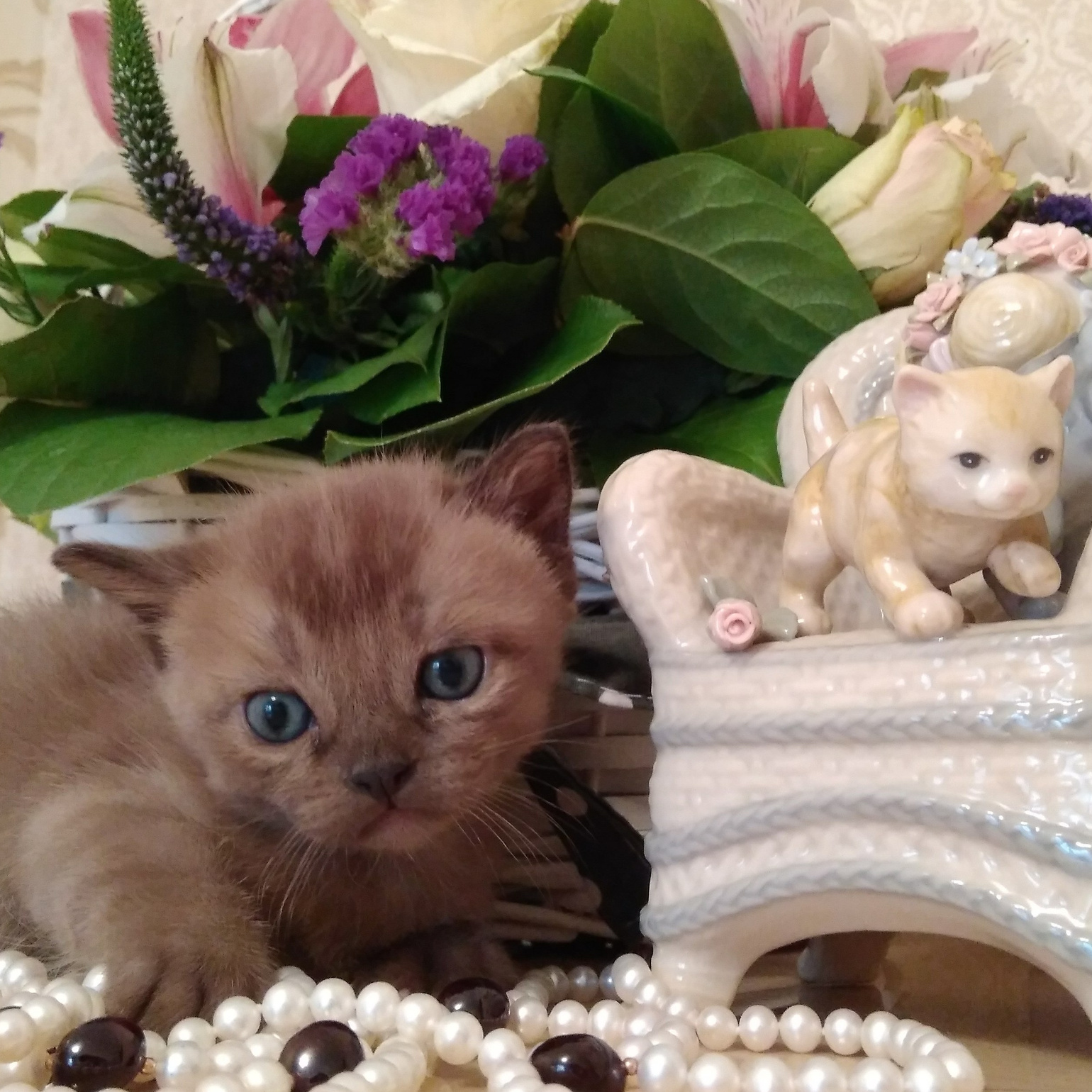 Рекомендации для владельцев. Las Burmas — питомник американской бурмы традиционных линий