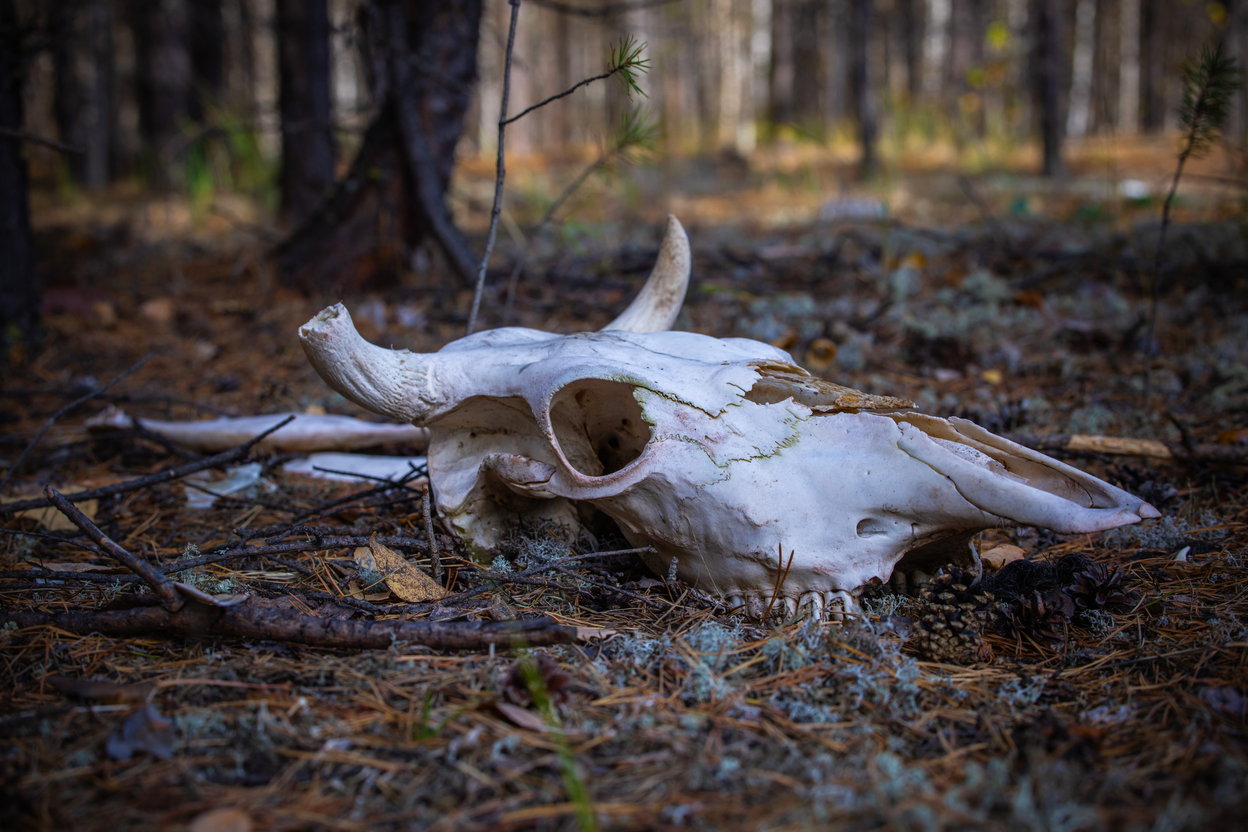 Югорский Трейл 2025. Семейный, детский фотограф в г. Югорск Юрий Толкач