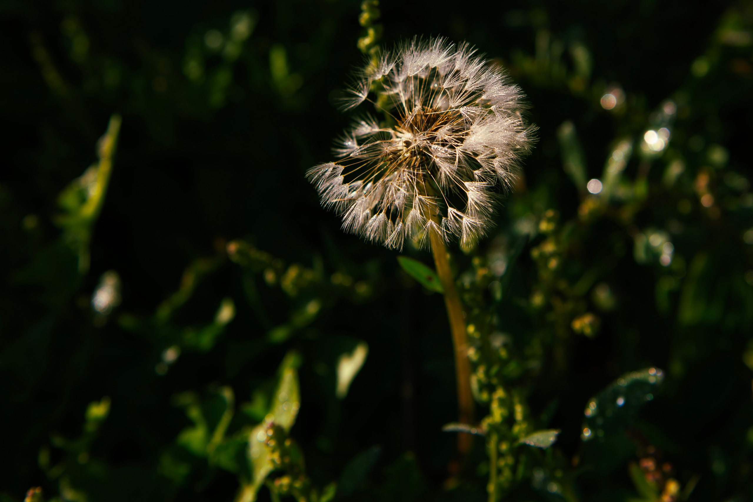 Хрусталь на траве. Предметный фотограф и ретушер Улан-Удэ Алла Белова