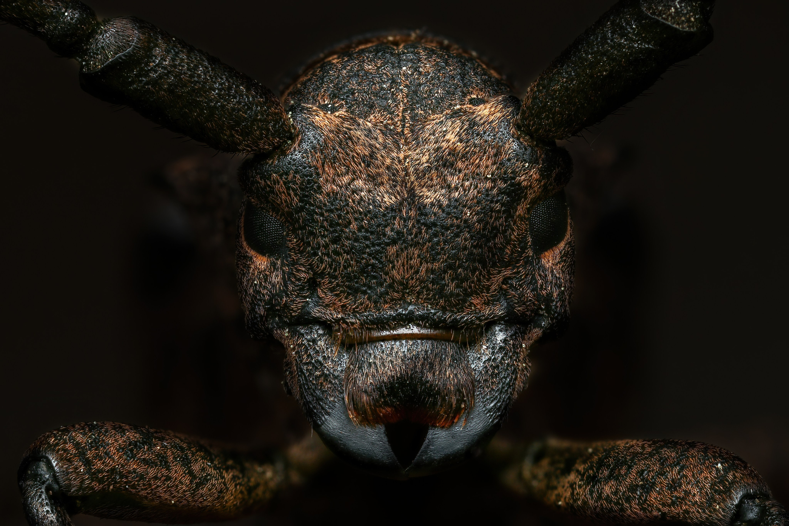 Portfolio Award 2024