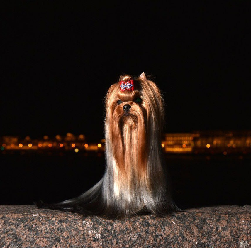 Дэнстайл Козырный Туз. Питомник Йоркширских терьеров Дэнстайл в Санкт-Петербурге заводчик Тих