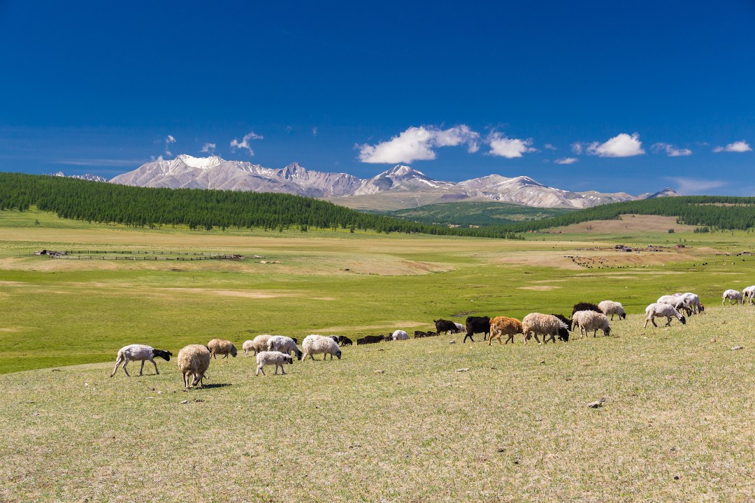 Оз. Хубсугул. Знакомство с Монголией. Илья Буянов, гид по Байкалу, фотограф — baikalsky.com
