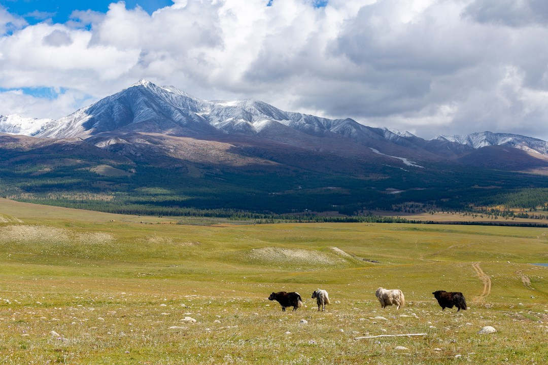 Оз. Хубсугул. Знакомство с Монголией. Илья Буянов, гид по Байкалу, фотограф — baikalsky.com