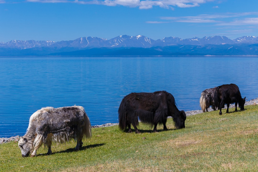 Оз. Хубсугул. Знакомство с Монголией. Илья Буянов, гид по Байкалу, фотограф — baikalsky.com