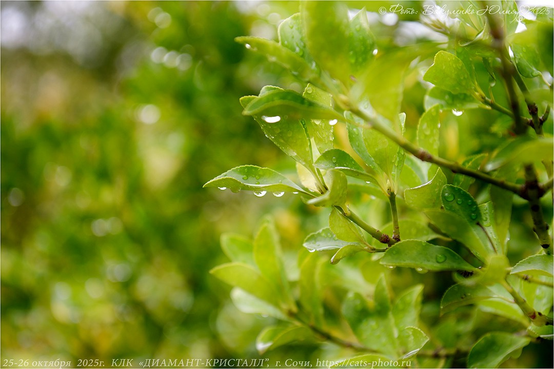 2025. Фотограф анималист | семейный Юлия Вакуленко, г. Краснодар