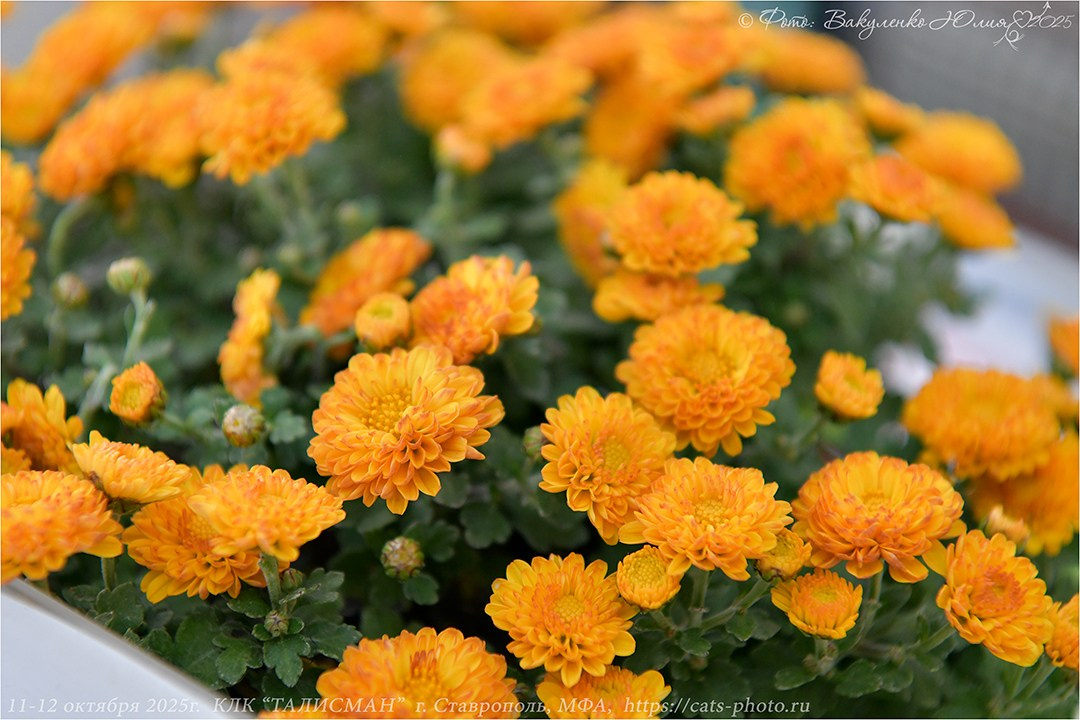 2025. Фотограф анималист | семейный Юлия Вакуленко, г. Краснодар