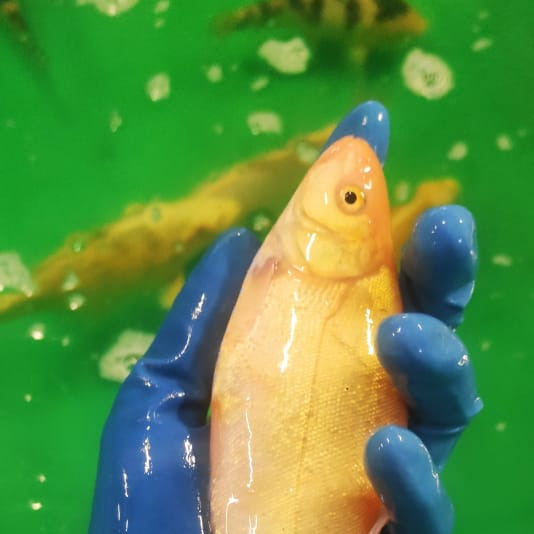 Прудовые рыбы. Москои — декоративные рыбы карпы кои на продажу Москва, Дмитров, Курск