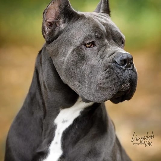 Кане Корсо Лайф, щенки породы Кане Корсо, г. Москва