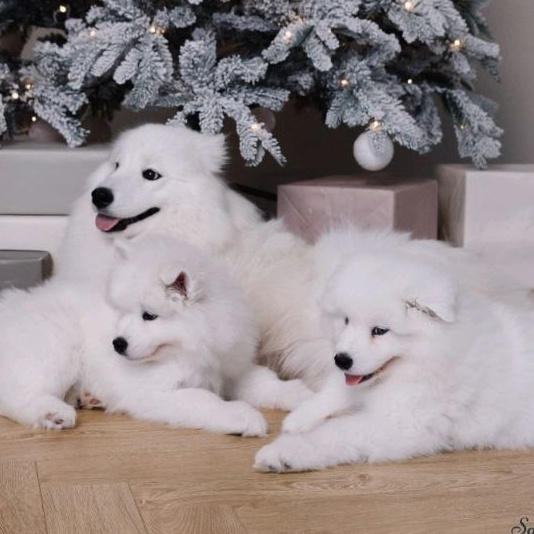 Купить щенка самоеда. Самоед Новосибирск