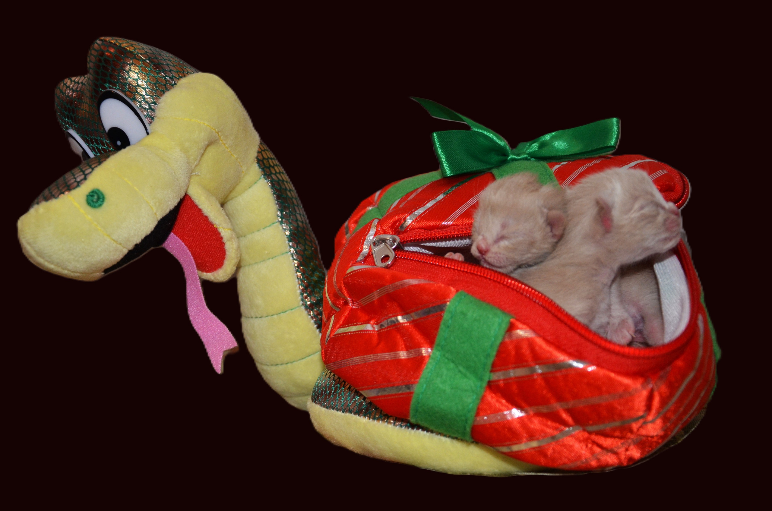 Информация для заводчиков. Las Burmas — питомник американской бурмы традиционных линий