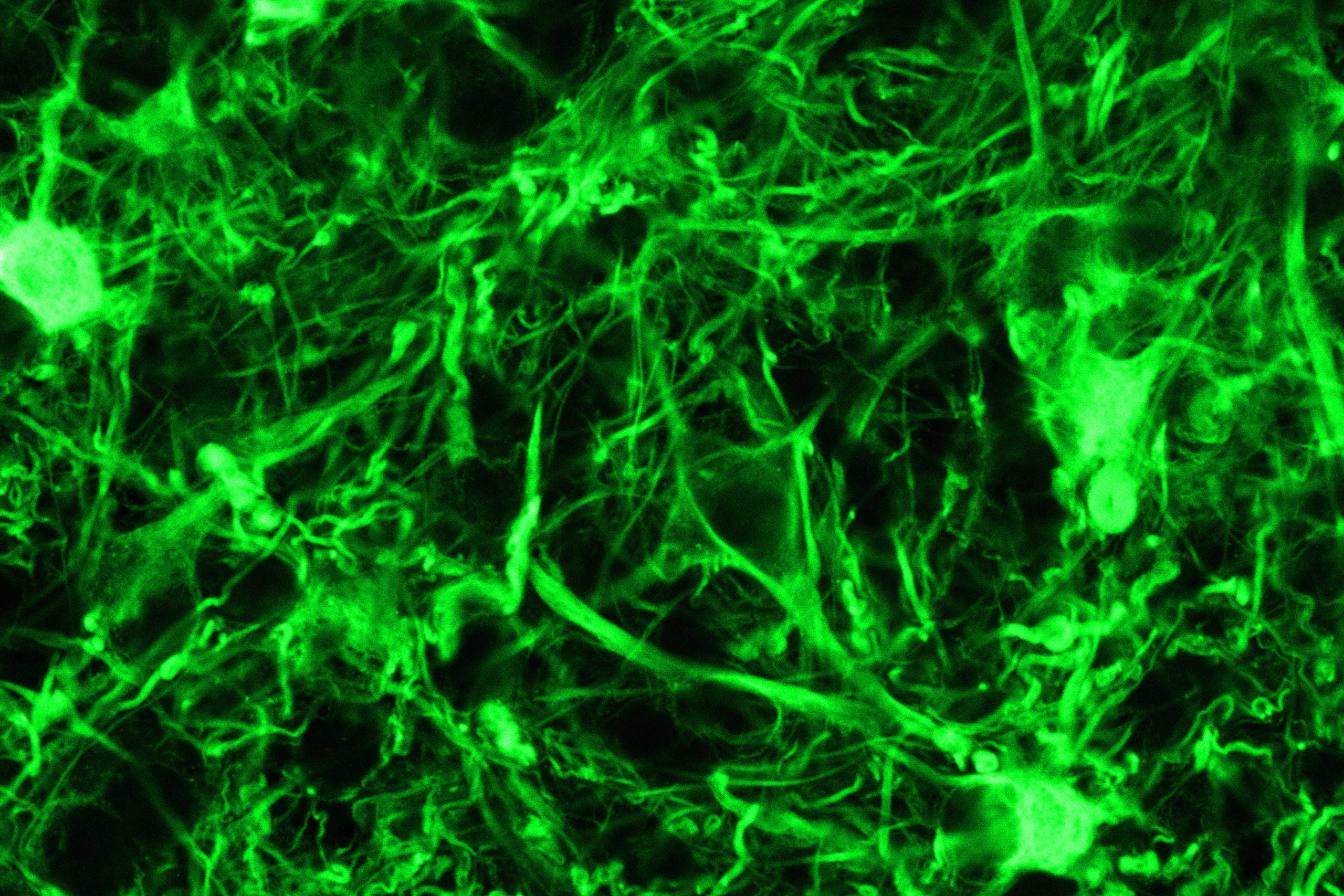 Коннектомика. Главная