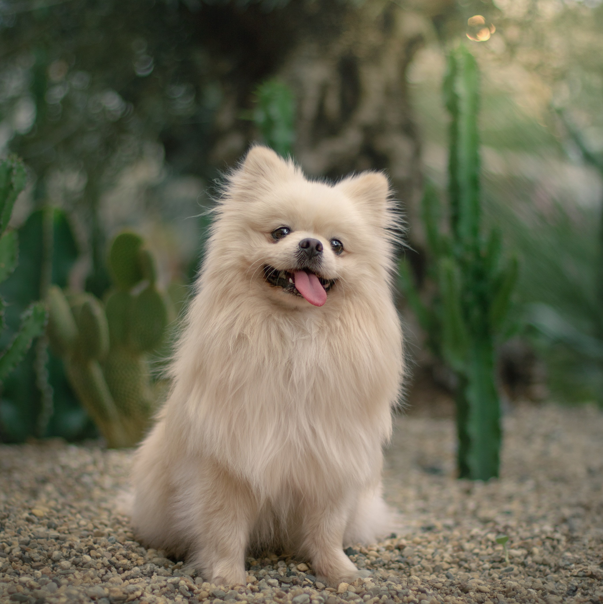 Фотограф-анималист в Москве Дорн Мелани